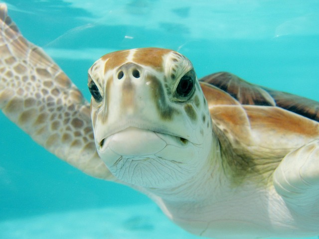 swimming