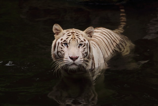swimming