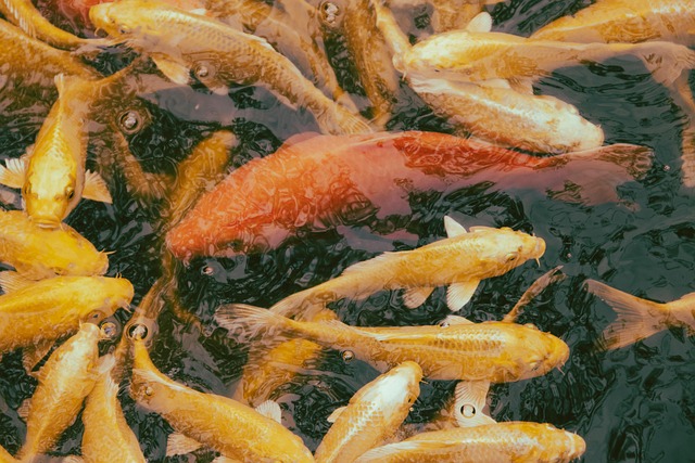 swimming