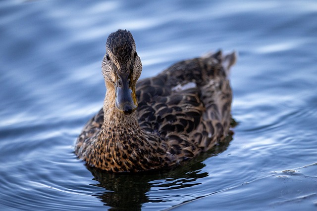 swimming
