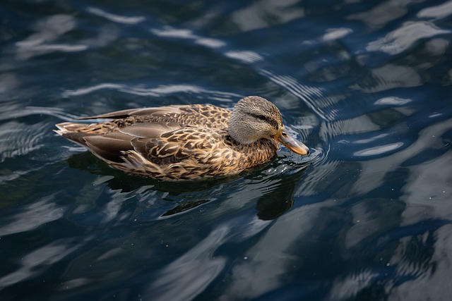 swimming