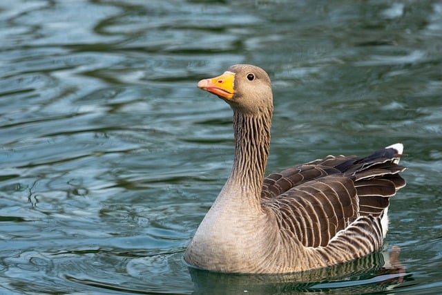 swimming