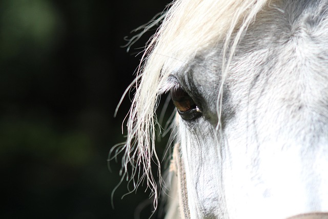 eyes