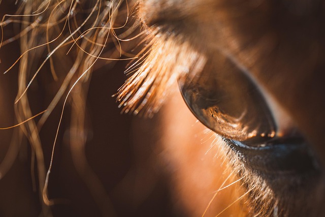 eyes