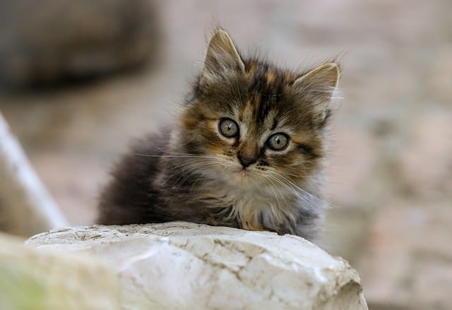 eyes